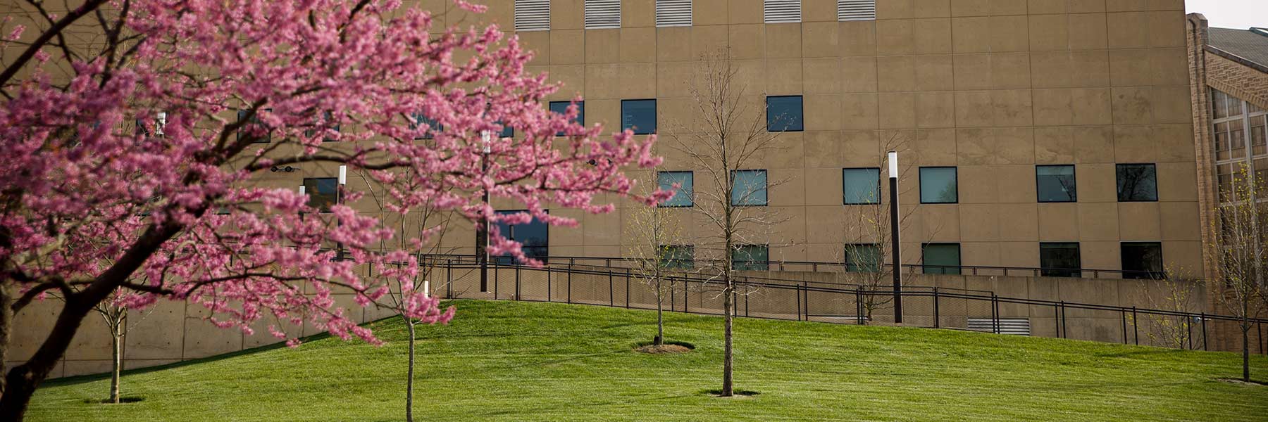 A tree blooms near the Eskenazi Museum of Art in spring.