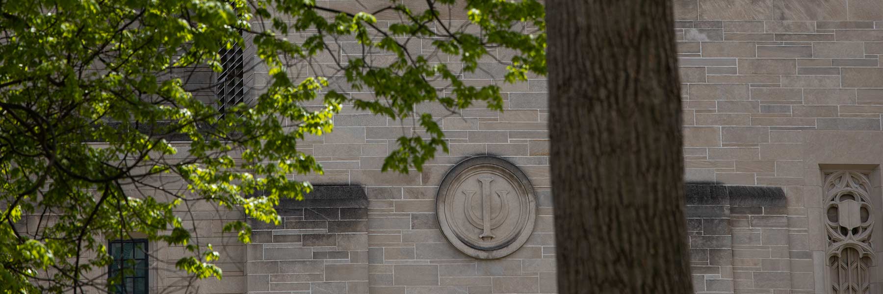 Tree leaves begin to thrive near the IU Auditorium in Spring